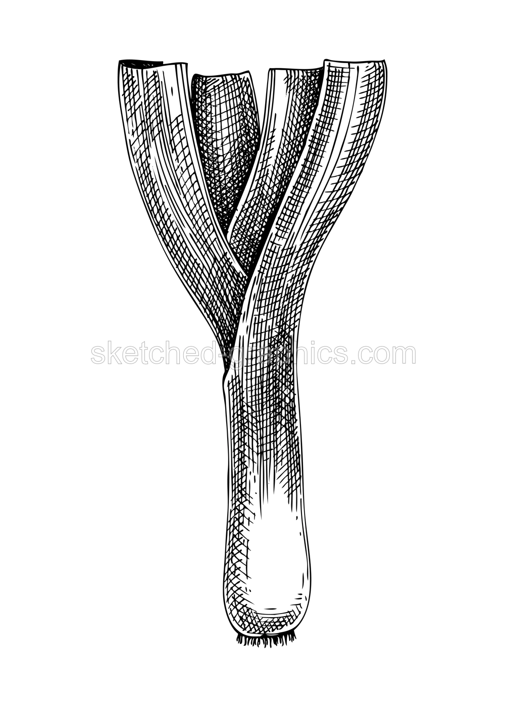 Fresh leek sketch. Hand-sketched Vegetable illustration. Healthy food plant. Vector drawing of raw cultivated onion. Vegetables for grocery, markets, packaging, recipes, menus design. Illustration